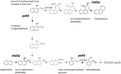 Substrate-independent expression of key functional genes in Cycloclasticus pugetii strain PS-1 limits their use as markers for PAH biodegradation